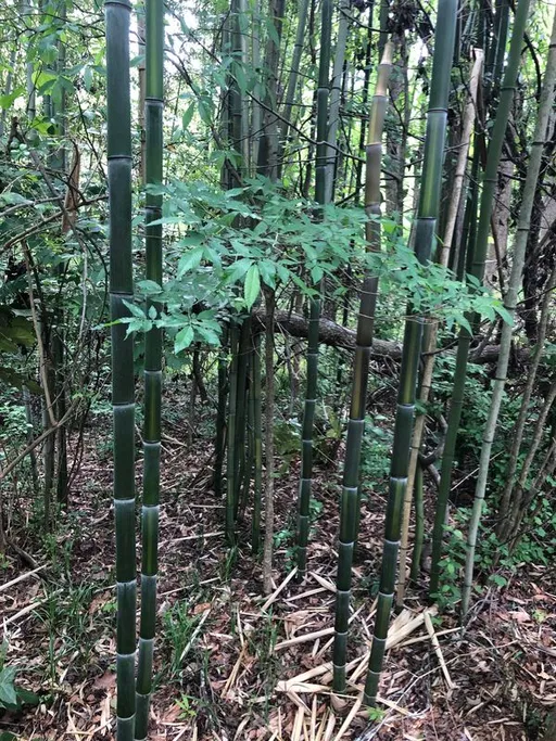 ‘Nigeria fit dey earn reach $22bn every year from bamboo’