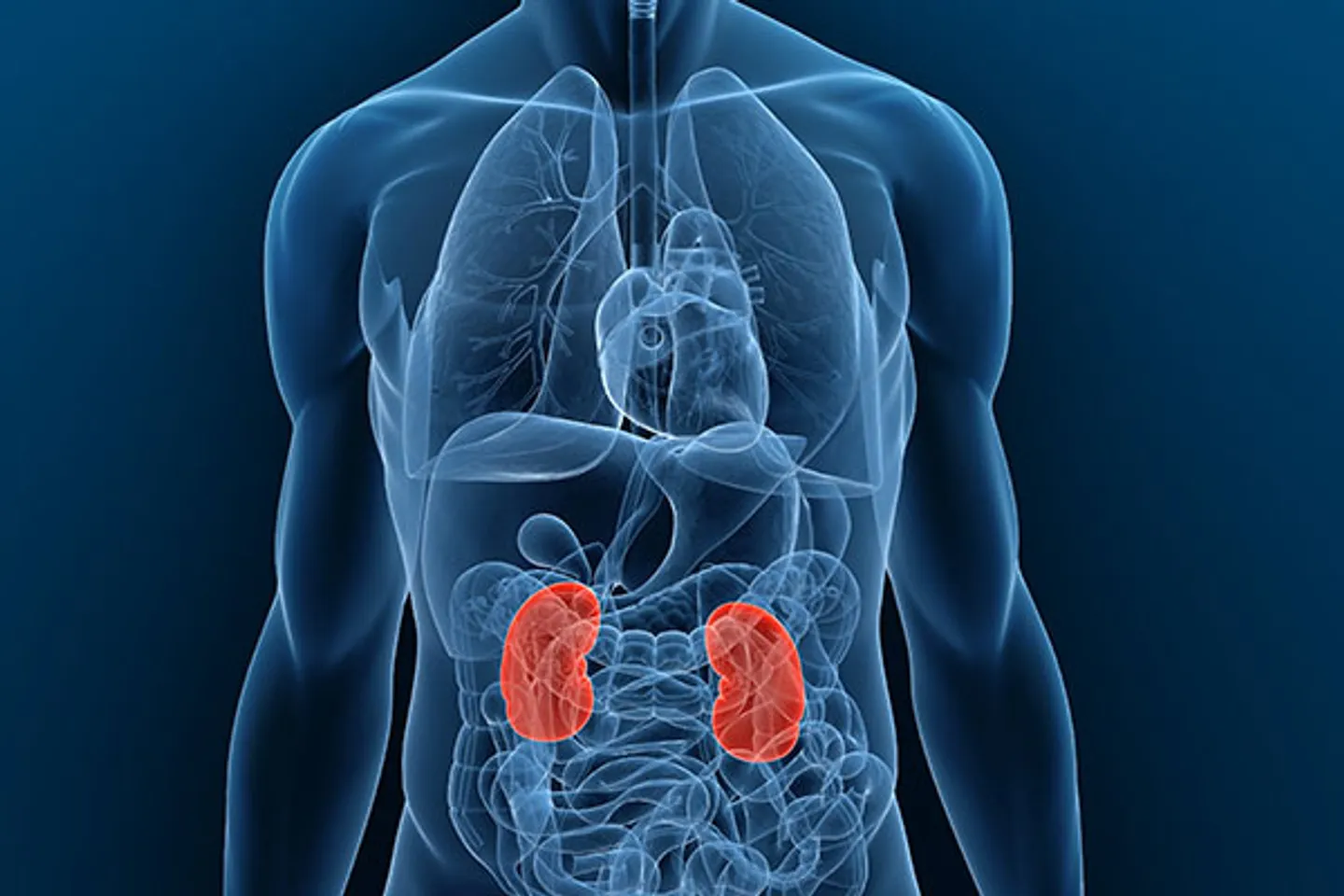 Svjetski dan bubrega: Stručnjaci upozoravaju na važnost ranog otkrivanja bolesti