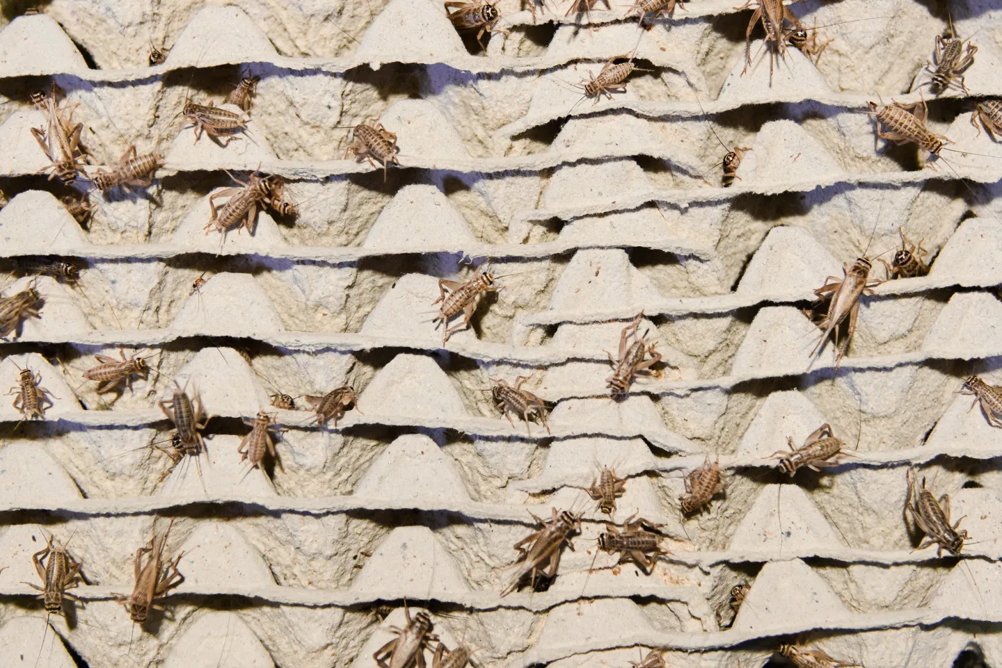 Umfrage: Millionen in Deutschland würden Insekten probieren
