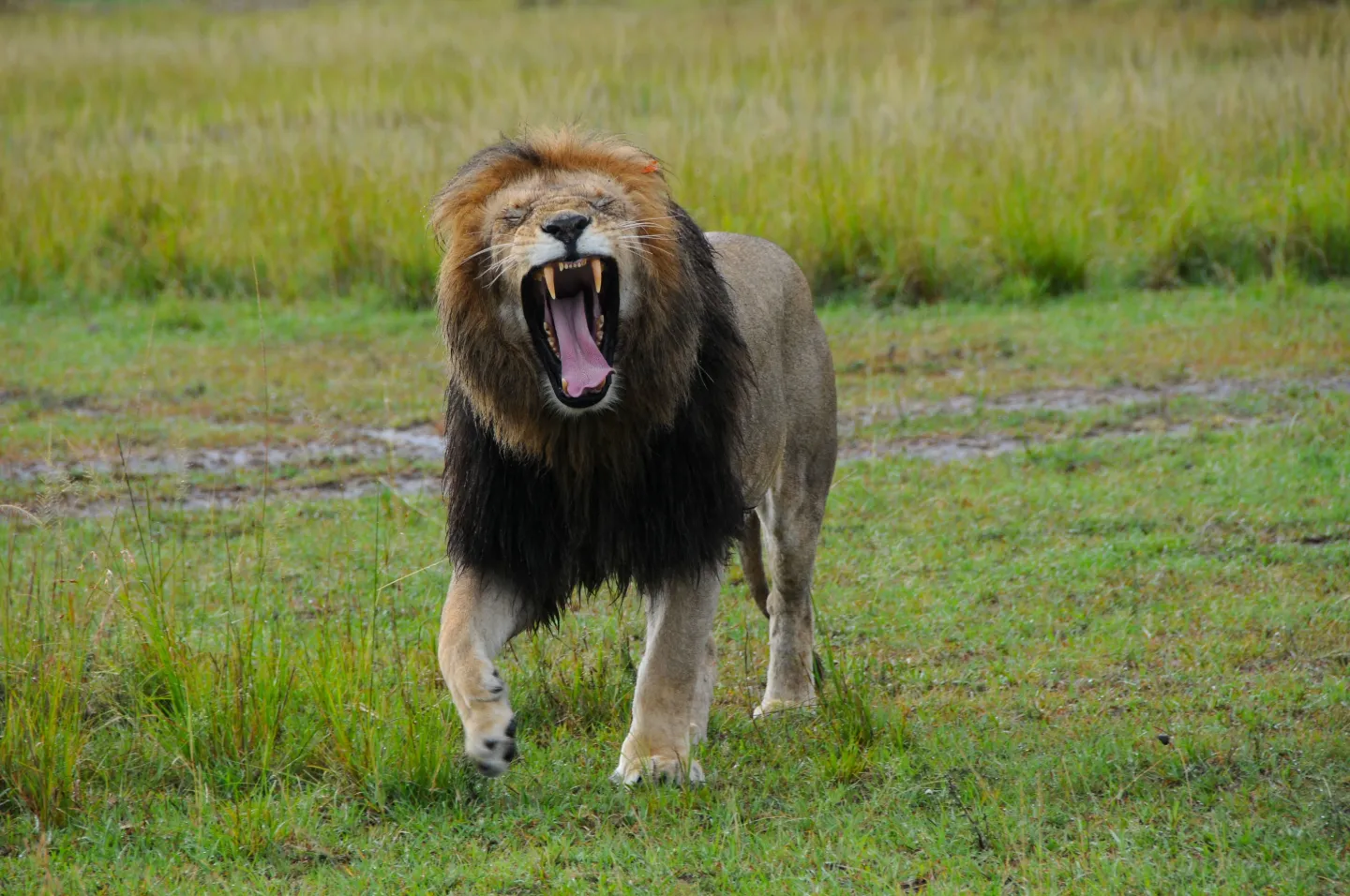 Utajiri wa Afrika: Zijue sifa za kipekee za Simba mweusi kutoka Ethiopia