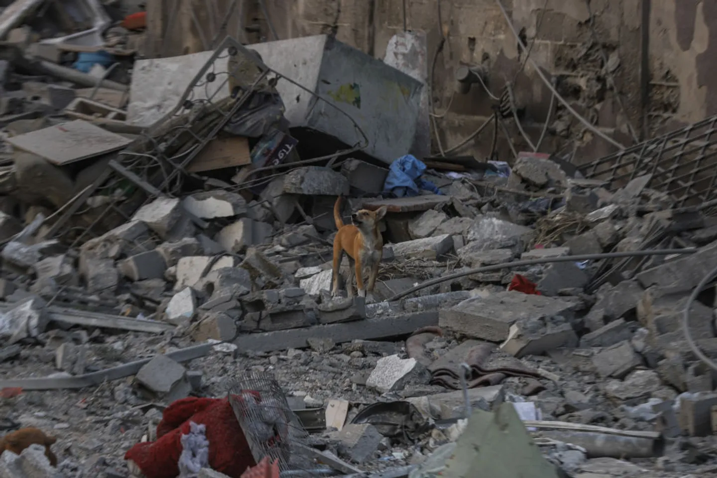 "¿Por qué los perros están tan gordos? Porque buscan cadáveres"