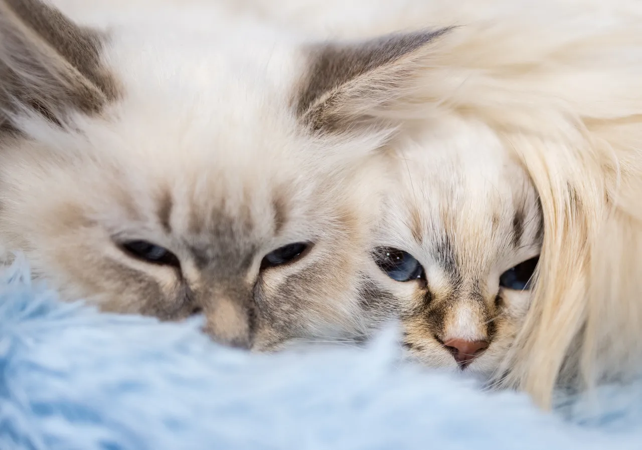 پشک هایی که بر جهان حاکمیت می‌ کنند