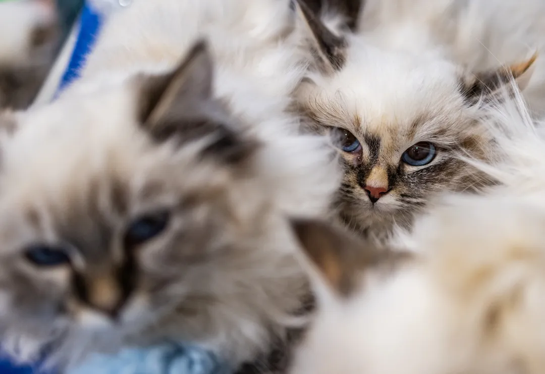 پیشوګانې نړۍ اداره کوي