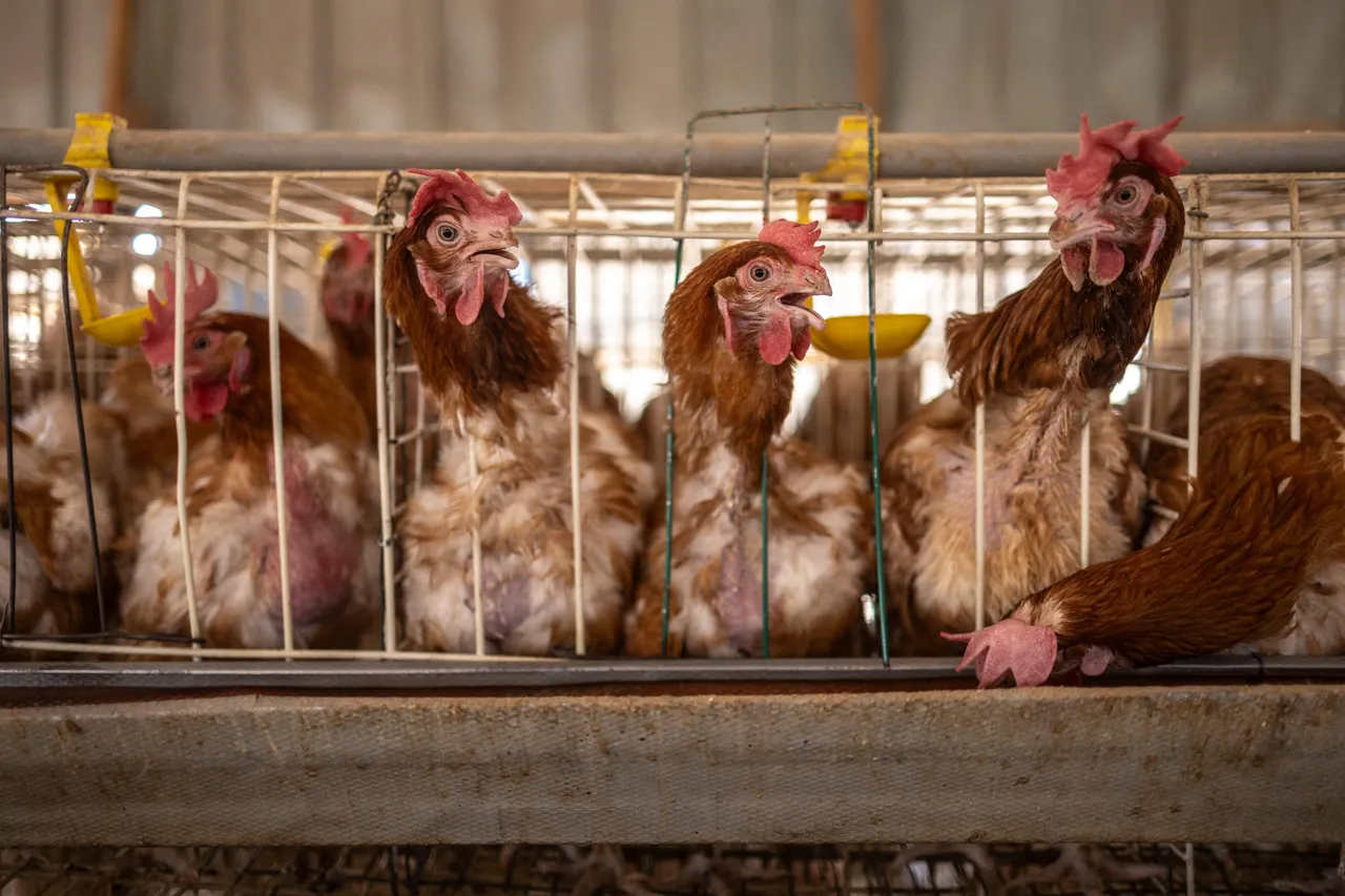 Nigeria ban to import cement, farm products from kontris wey no dey ECOWAS