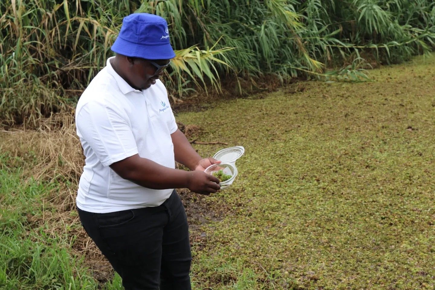 South Africa deploys insects army to tackle invasive weed