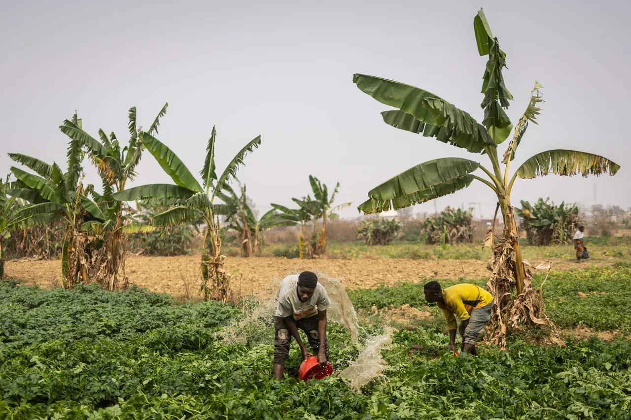 African Development Bank to raise $2.2 billion for Nigeria's agriculture
