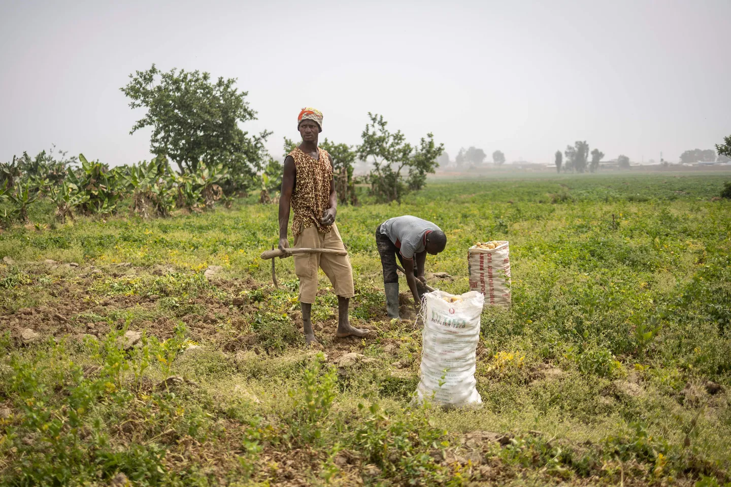 Wheat, fish dey top list as Nigeria spend $10 billion for imports yearly