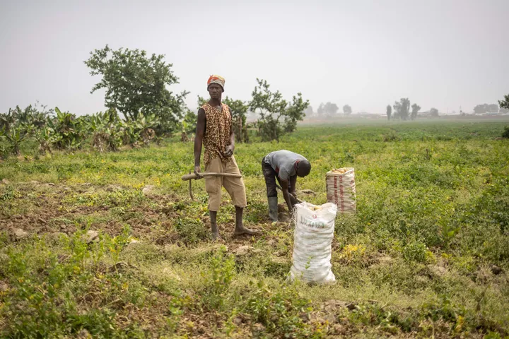 Wheat, fish dey top list as Nigeria spend $10 billion for imports yearly
