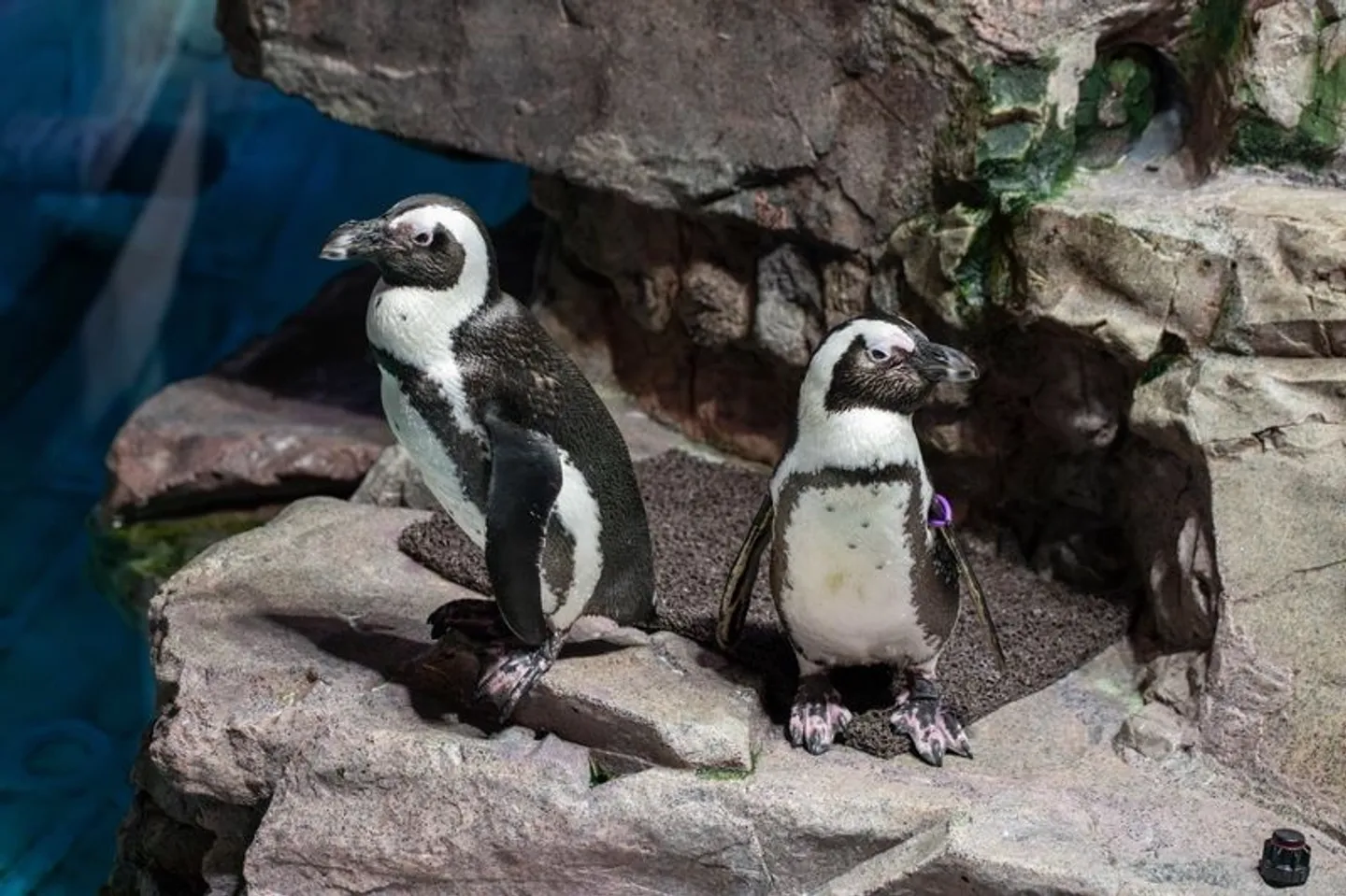 SA bans fishing for 10 years at breeding colonies to protect penguins