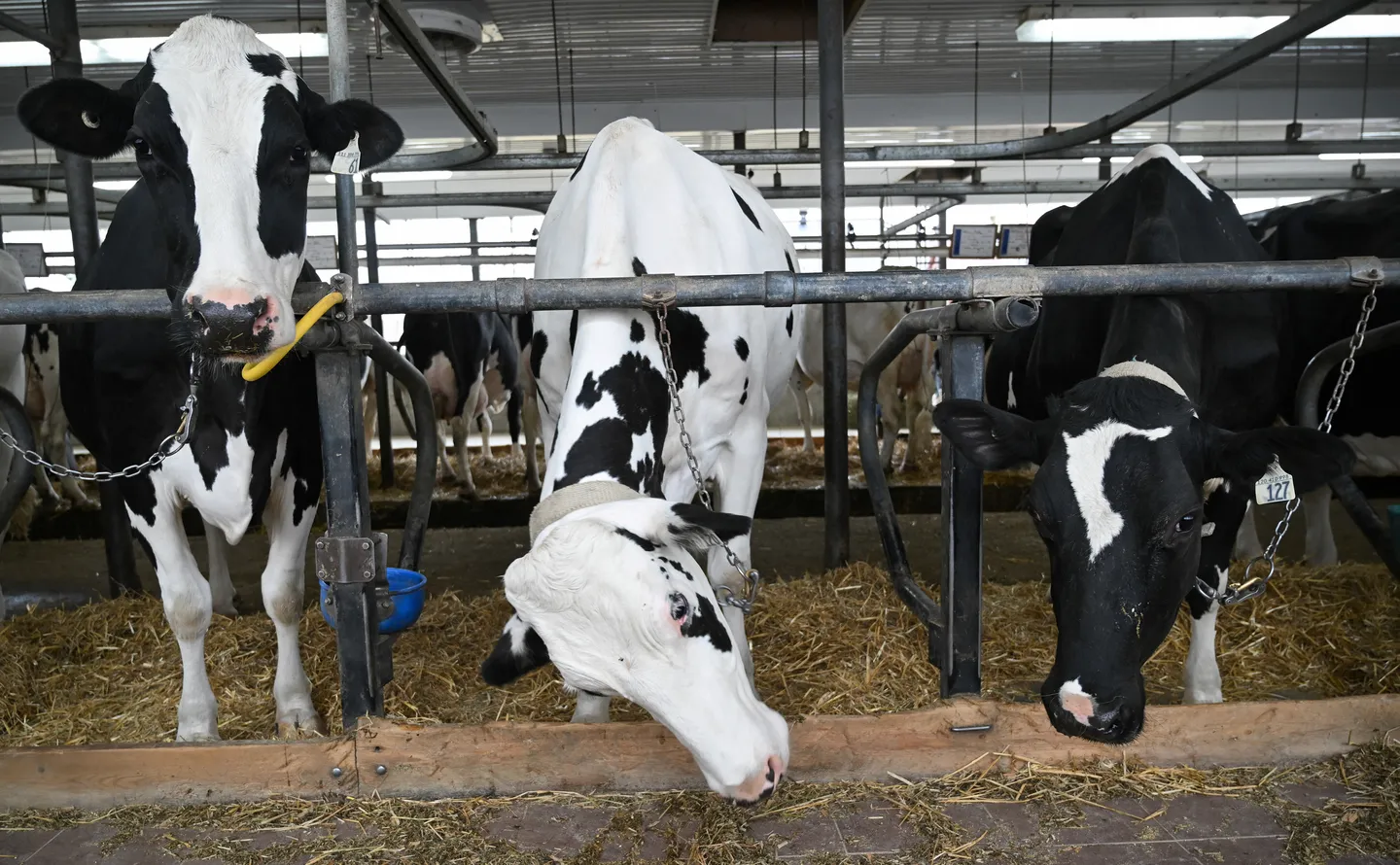 Le Nigéria importe du bétail du Danemark pour palier à la pénurie de lait