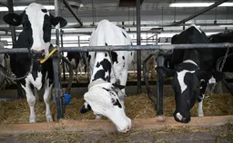 Nigeria imports dairy cattle from Denmark to address milk shortage