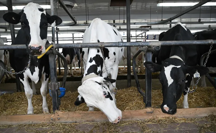 Nigeria imports dairy cattle from Denmark to address milk shortage
