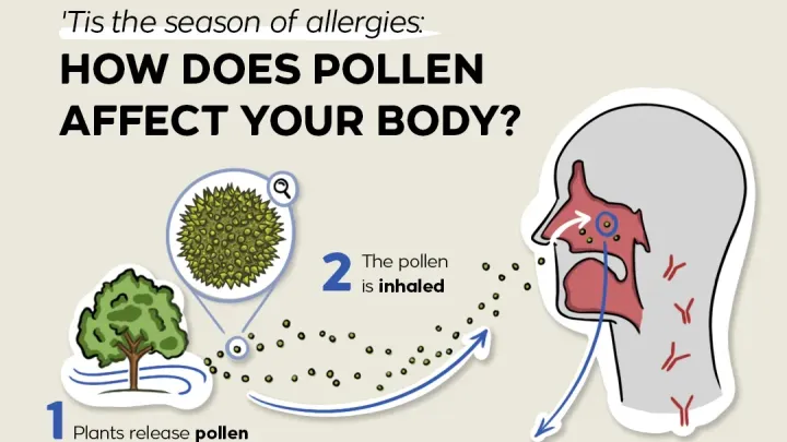 Tis the season of allergies: How does pollen affect your body?