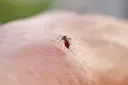 Pakar kesihatan beri amaran kes chikungunya meningkat di Asia Tenggara
