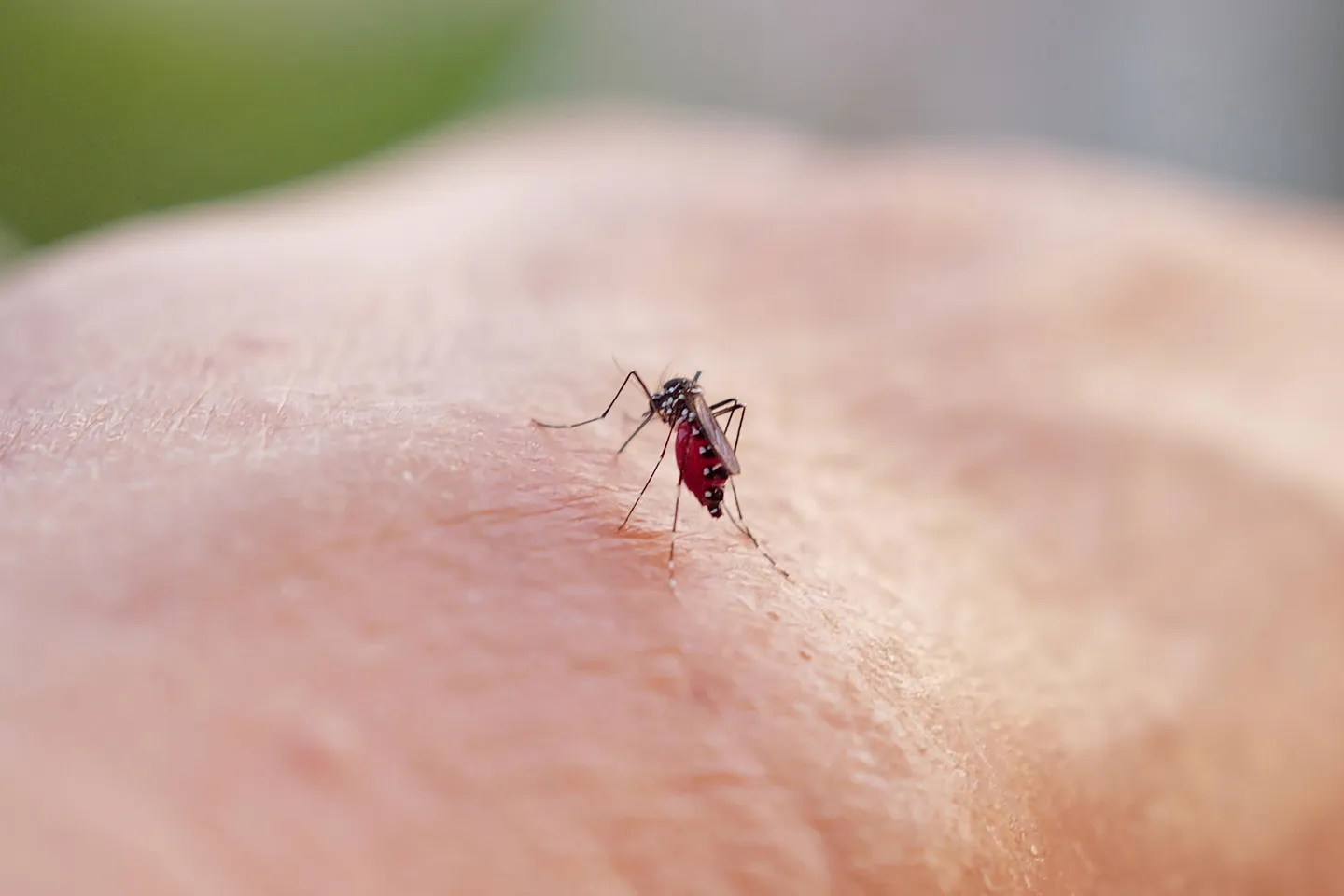 Pakar kesihatan beri amaran kes chikungunya meningkat di Asia Tenggara