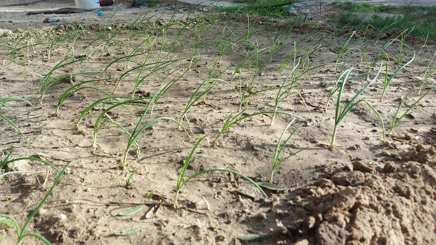 Mientras dos millones corren riesgo de morir de hambre, en Gaza resisten cultivando sus alimentos