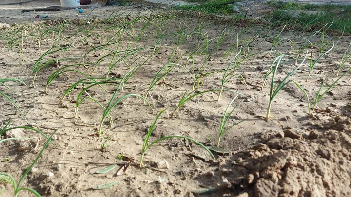 Mientras dos millones corren riesgo de morir de hambre, en Gaza resisten cultivando sus alimentos