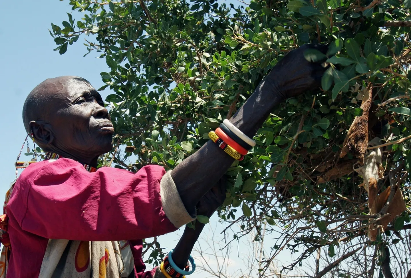 Ukweli kuhusu ongezeko la matumizi ya dawa za miti shamba