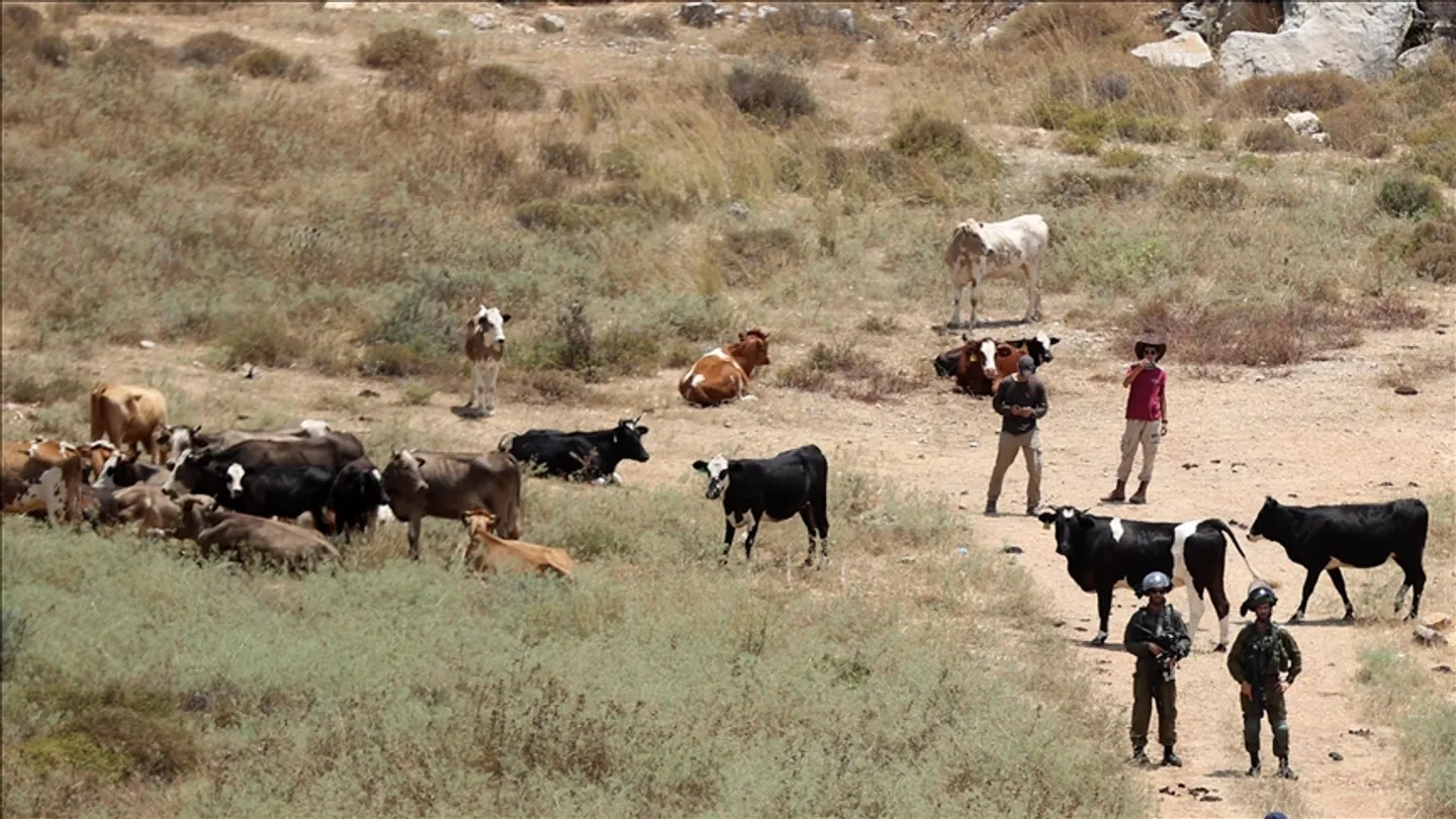 الرعي سلاحاً استيطانياً.. كيف يستولي الاحتلال على أراضي الضفة الغربية؟