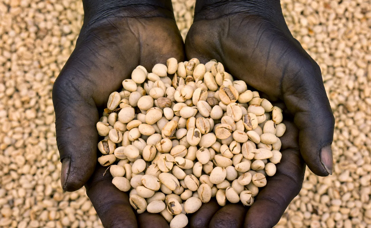 Climate change: South Sudan turns to tough coffee species