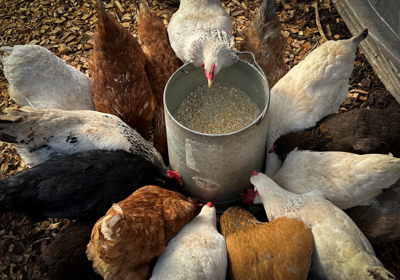 대한민국, 가금류 농장에서 조류 인플루엔자 발생 건수 증가