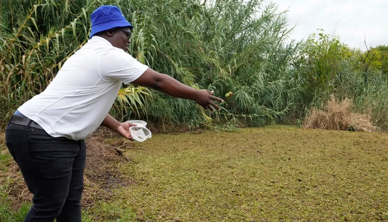 Scientists hope hungry weevils from Louisiana can fend off South Africa's invasive water plants