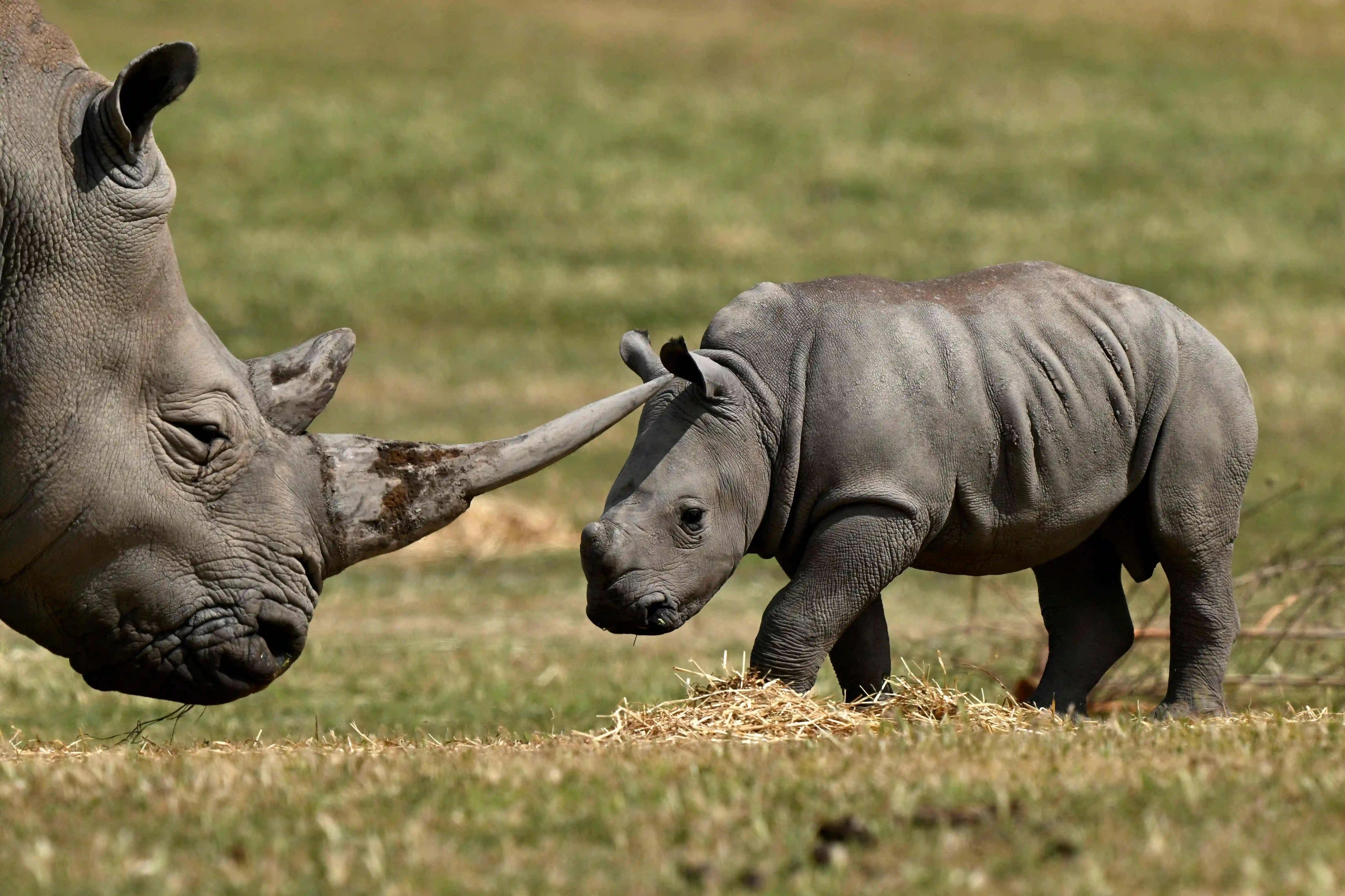 Tanzania receives 18 white rhinos from South Africa