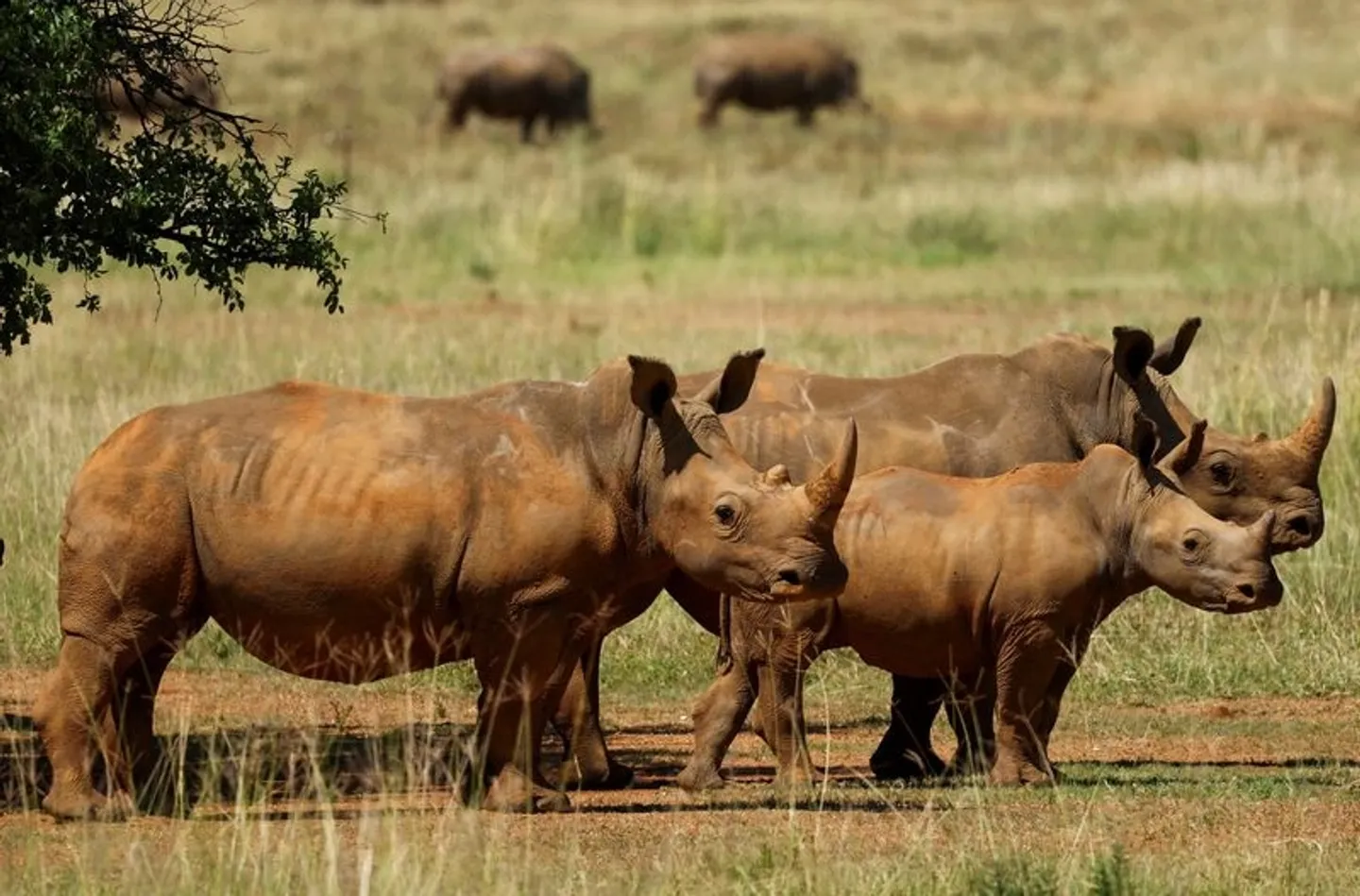 Rhino poaching drops in South Africa