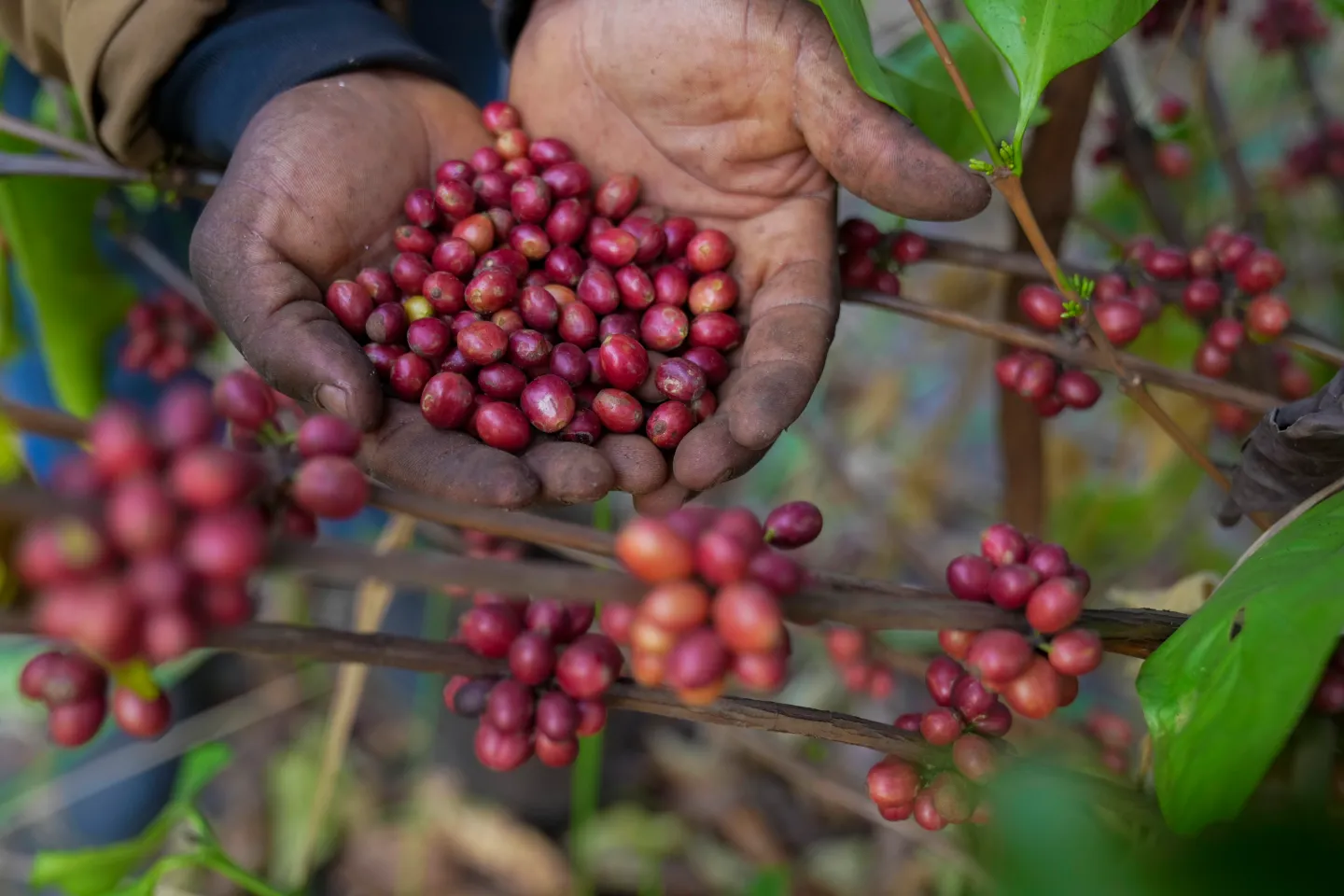 Menschen in Deutschland trinken wieder mehr Kaffee