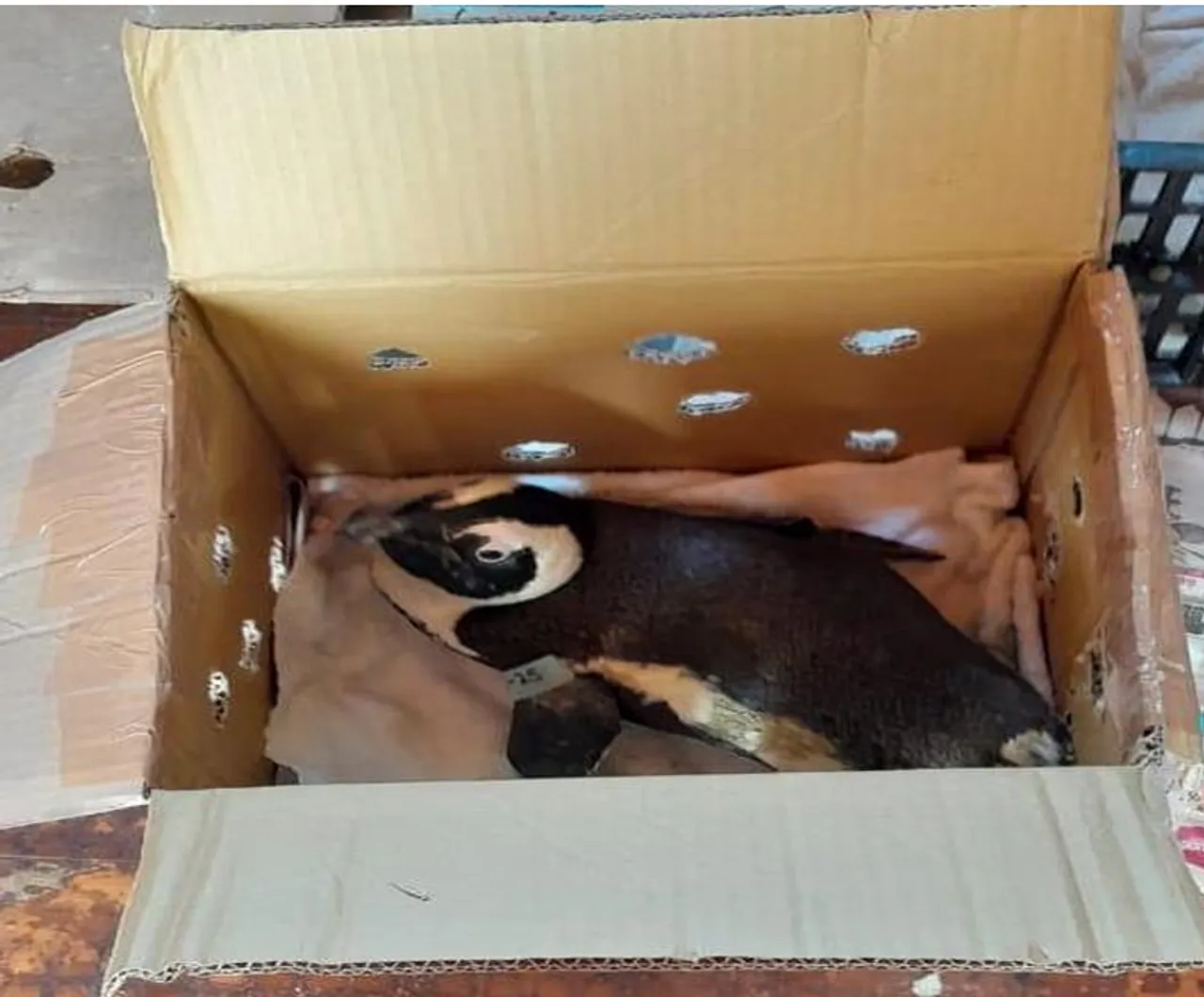 South Africa blames bizarre helicopter crash on penguin in a box
