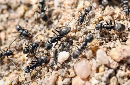 Kenya: Watu 4 wakamatwa wakijaribu kutorosha siafu kupitia uwanja wa ndege