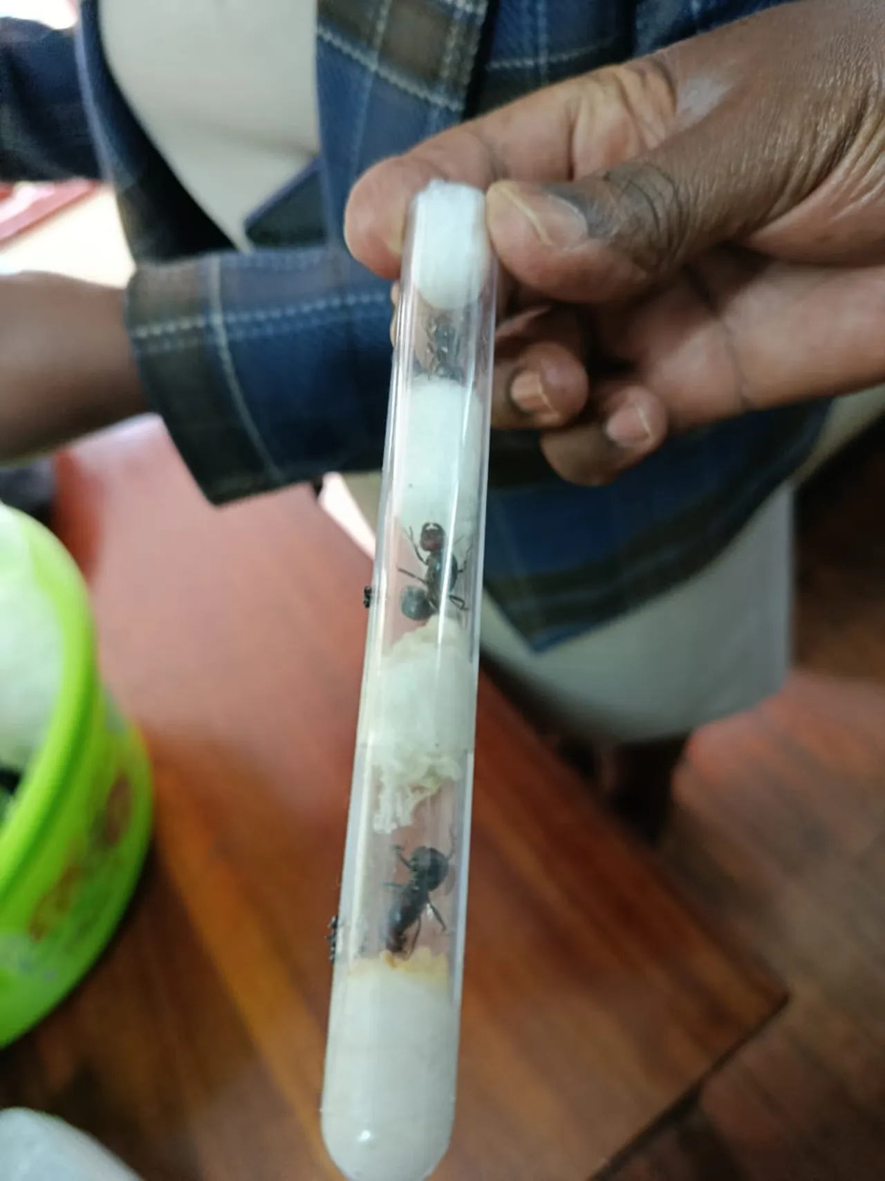 Ant smugglers caught in Kenya with prized insects hidden in test tubes