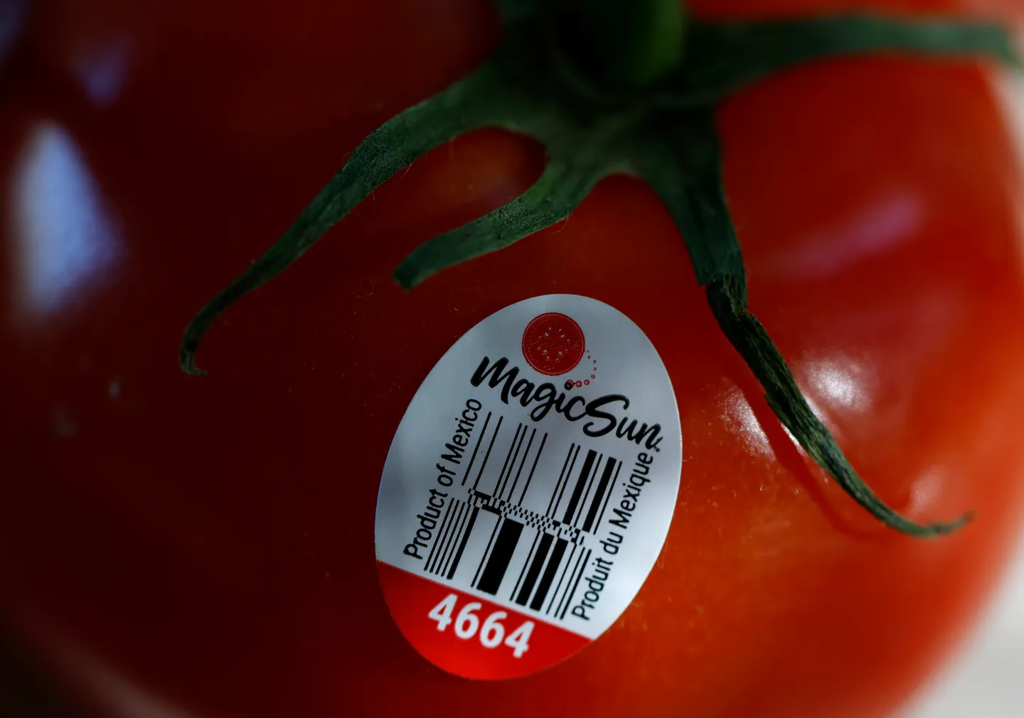 Ni los tomates se salvan de los aranceles de Trump sobre México: serán del 21%