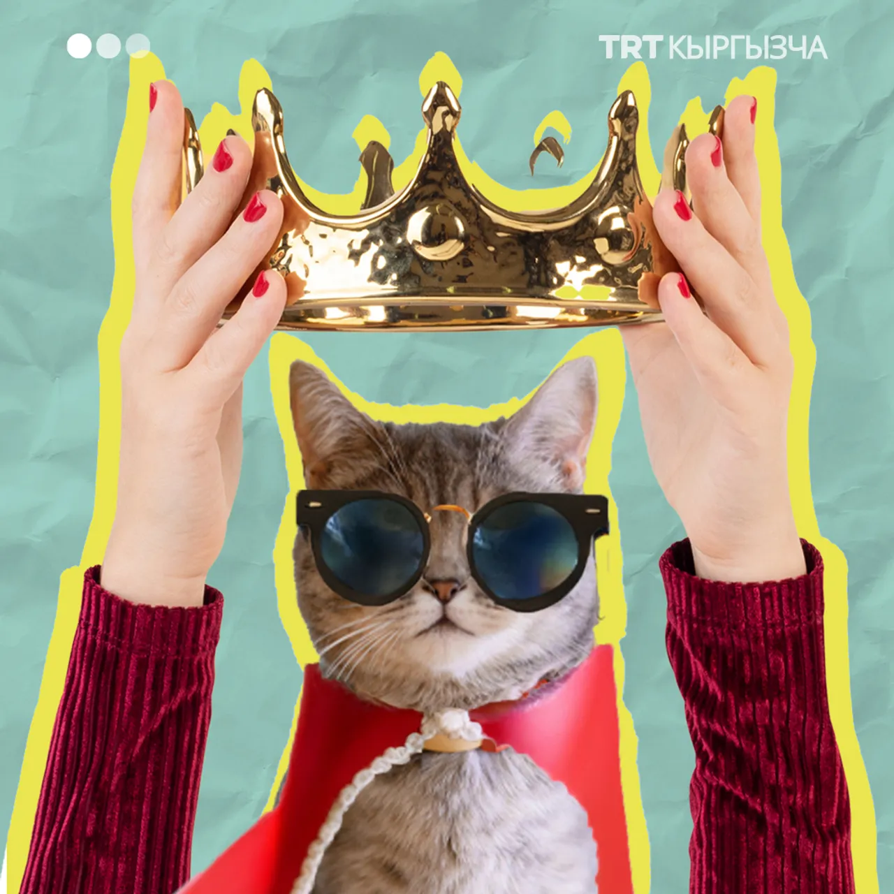 Мышыктар дүйнөнү башкарат