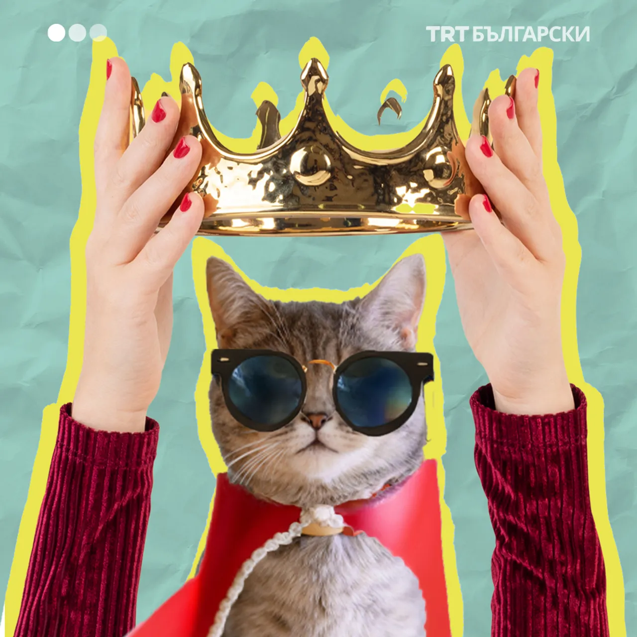 Котките управляват света
