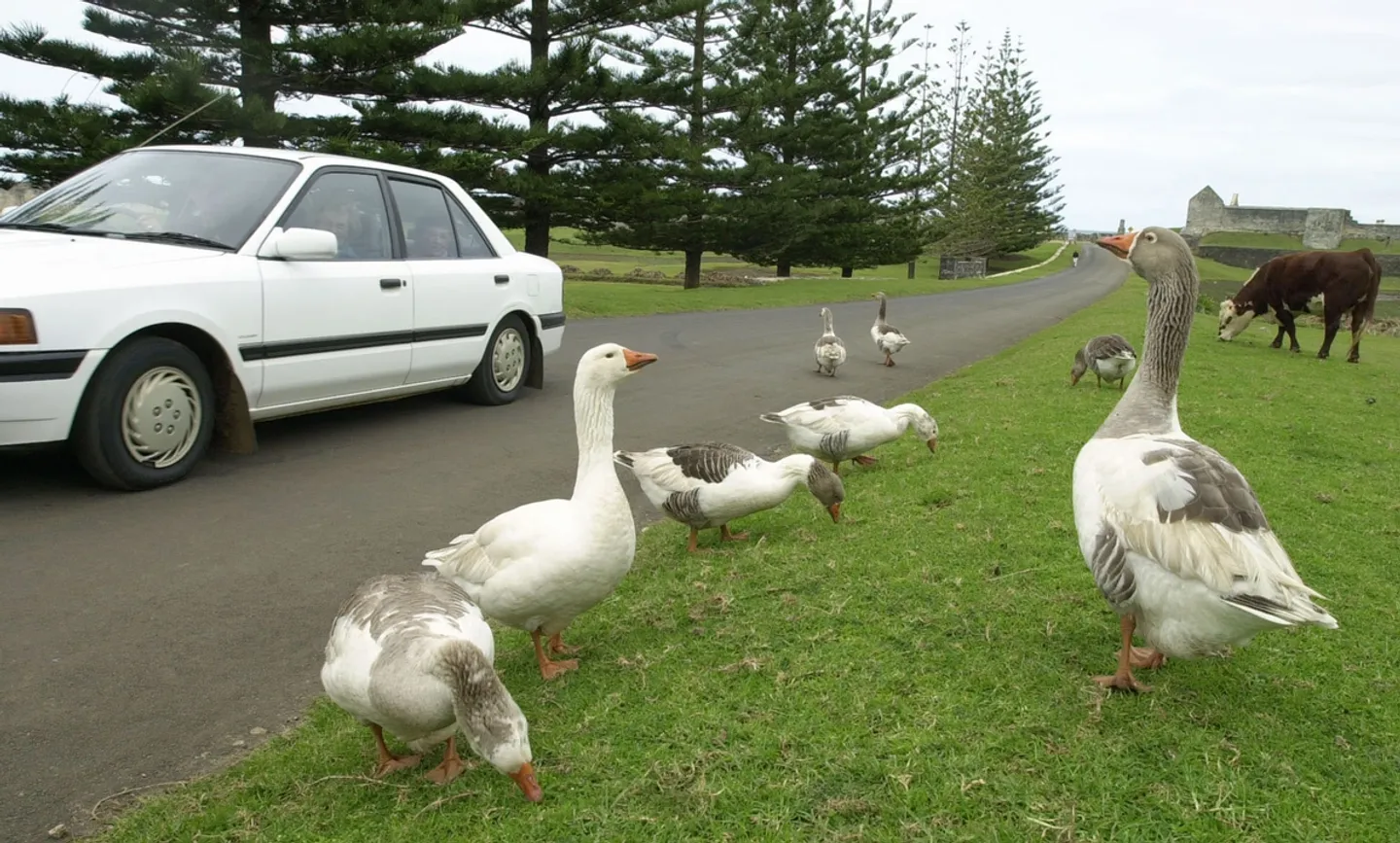 A tiny Australian outpost gets a steep Trump tariff despite few exports