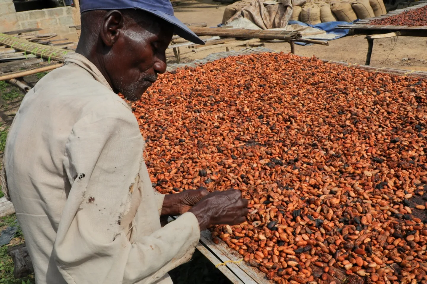 La Côte d'Ivoire augmente le prix d'achat des fèves de cacao