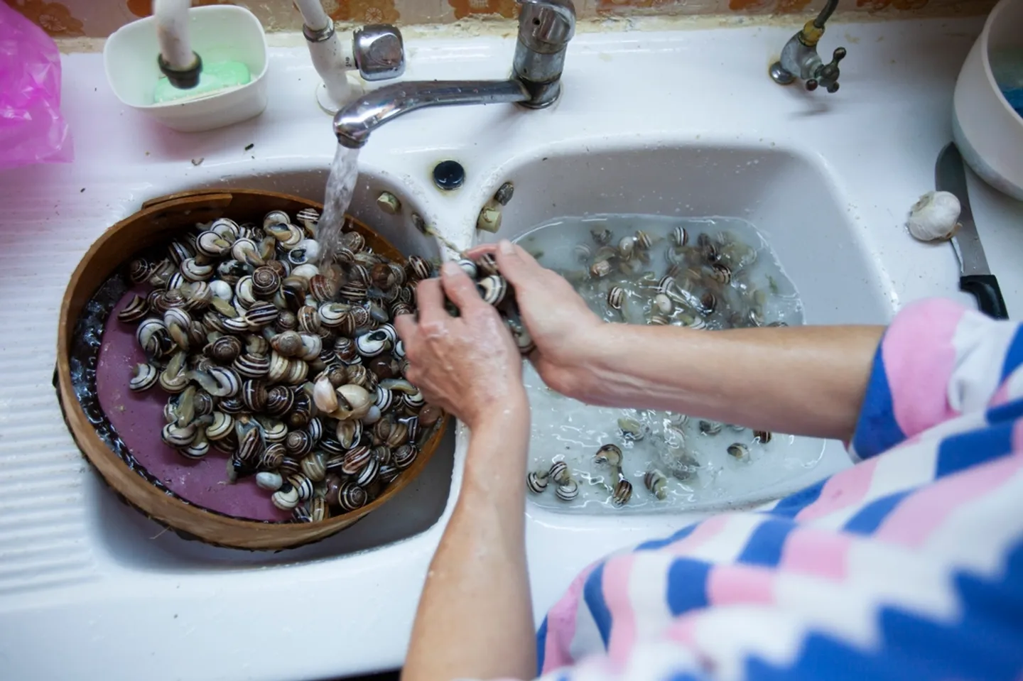 En Tunisie, les escargots sont en passe de remplacer la viande rouge