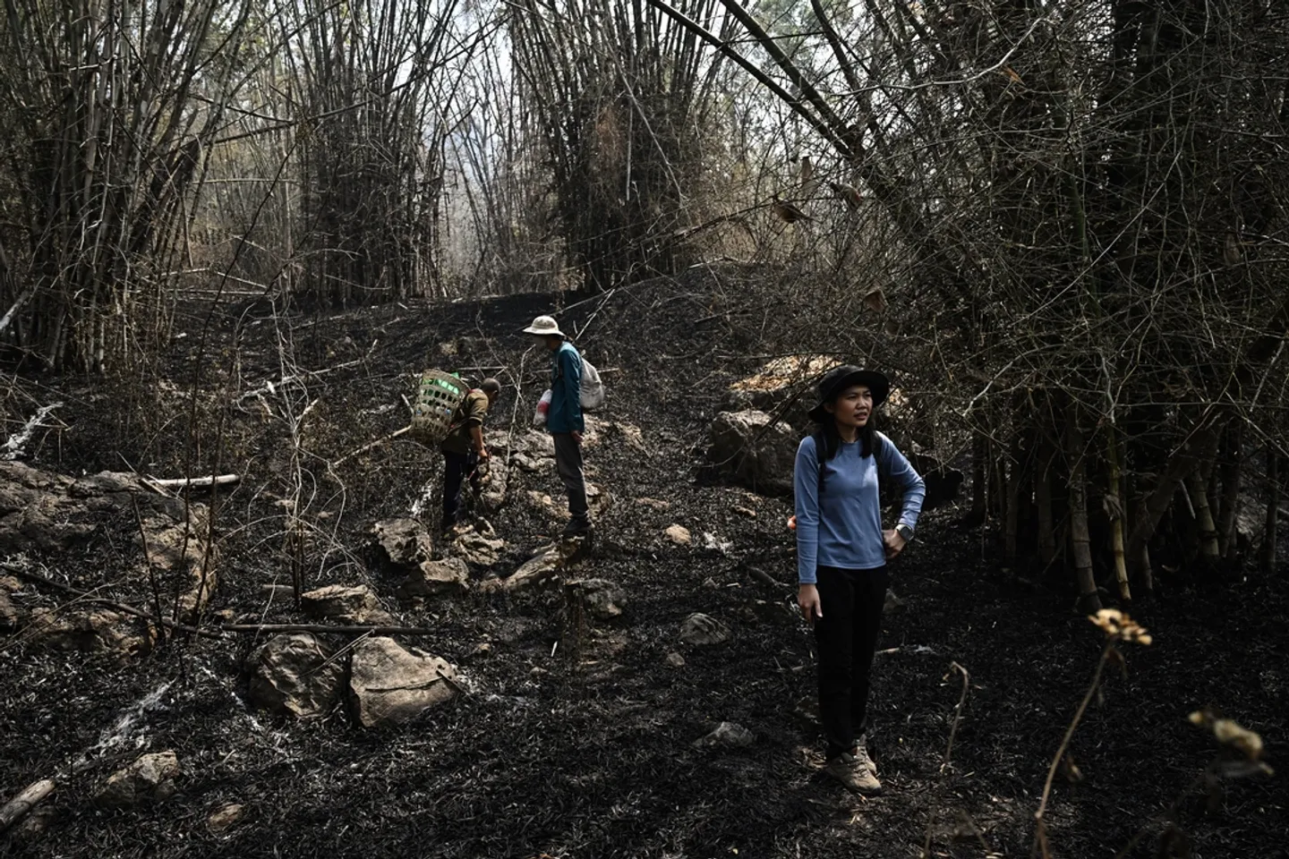 In a charred Thailand forest, scientists race to save seeds before it’s too late