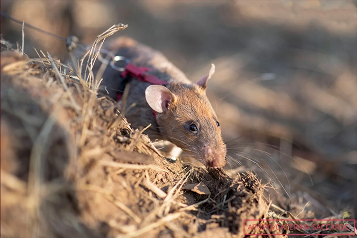 African giant rat sets world record for sniffing landmines in Cambodia