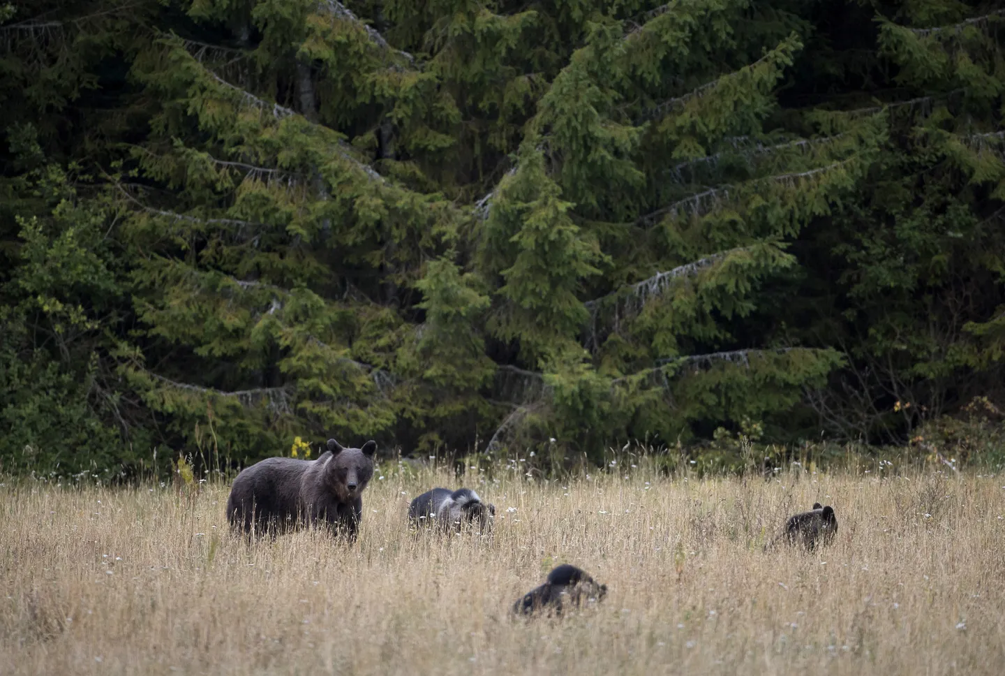 クマ襲撃多発に新たな対策　射撃許可を拡大も現場は人手不足