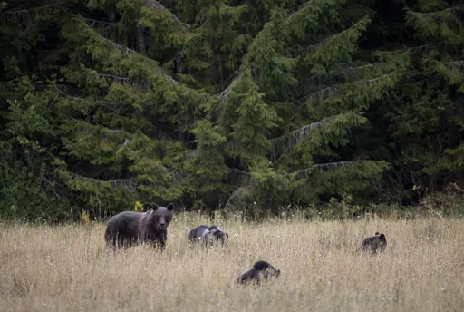 クマ襲撃多発に新たな対策　射撃許可を拡大も現場は人手不足