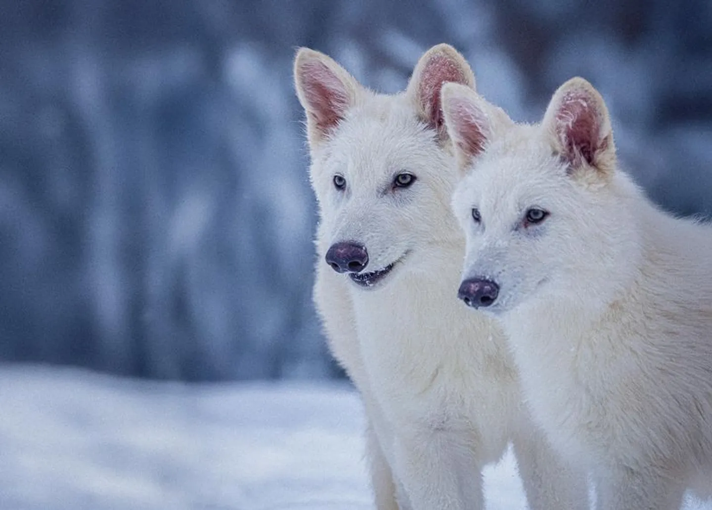 Scientists have revived the dire wolf, marking the first de-extinction in history