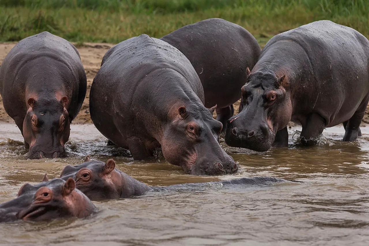 Anthrax kills 50 hippos in DR Congo's Virunga National Park