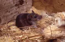 Ko je odgovoran za hantavirus