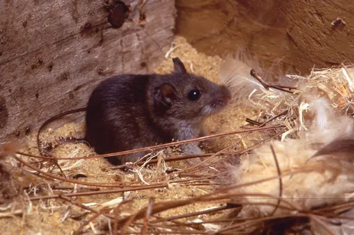 Ko je odgovoran za hantavirus