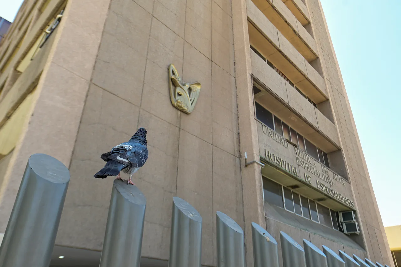 ילדה בת שלוש מתה במקרה האנושי הראשון של שפעת העופות H5N1 במקסיקו