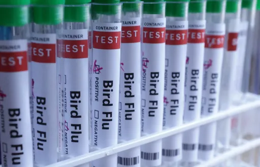 Мексикада "H5N1" құс тұмауынан үш жасар қыз қайтыс болды