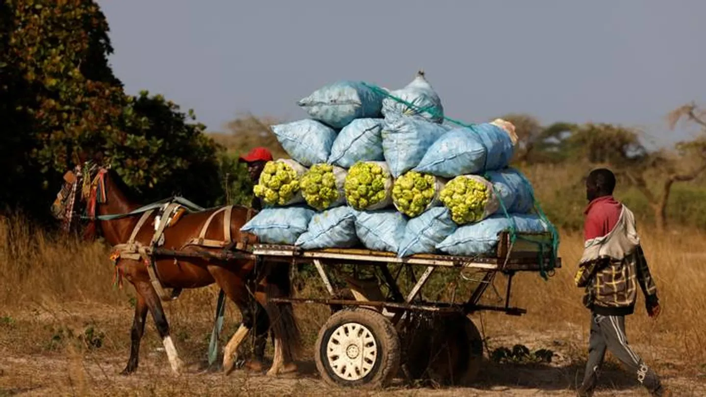 La BAD mobilise plus de 2 milliards de dollars pour l'agriculture du Nigéria