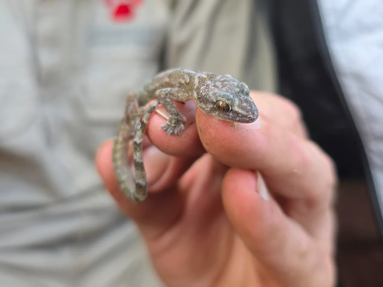 One in five mammals faces extinction across South Africa, Lesotho, Eswatini